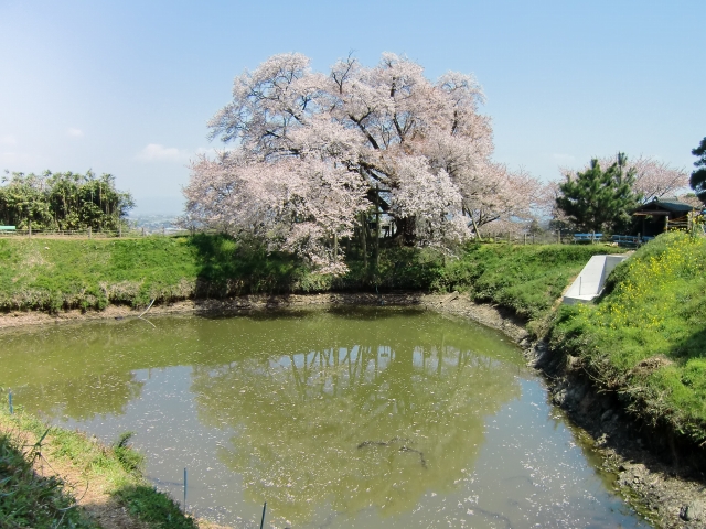 浅井の一本桜２.jpg